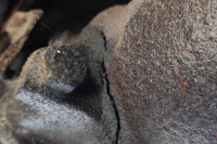 IMG-20241126-WA0017